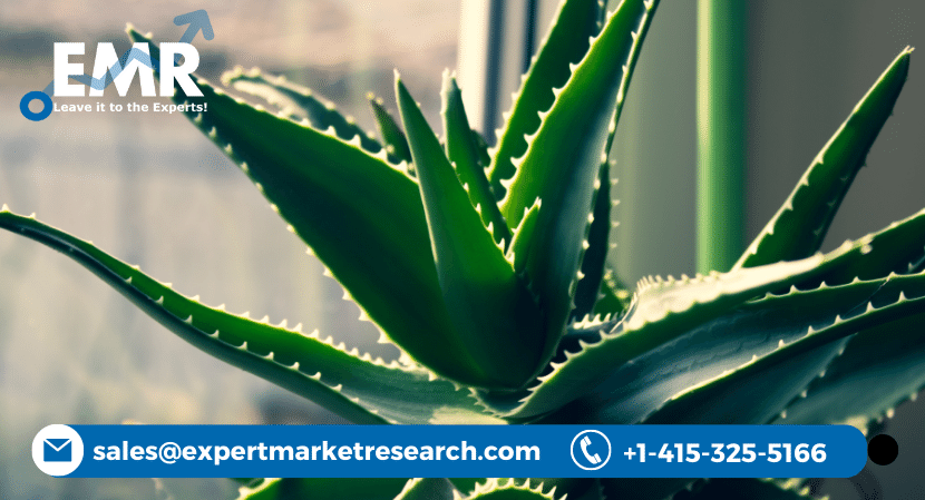 Global Aloe Vera Market Share, Size, Scope, Analysis, Report and Forecast Period Of 2023-2028