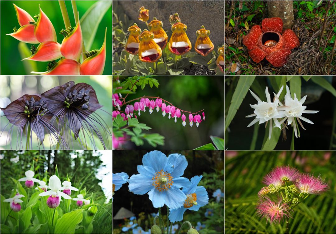 The Most Exotic Flowers in the World