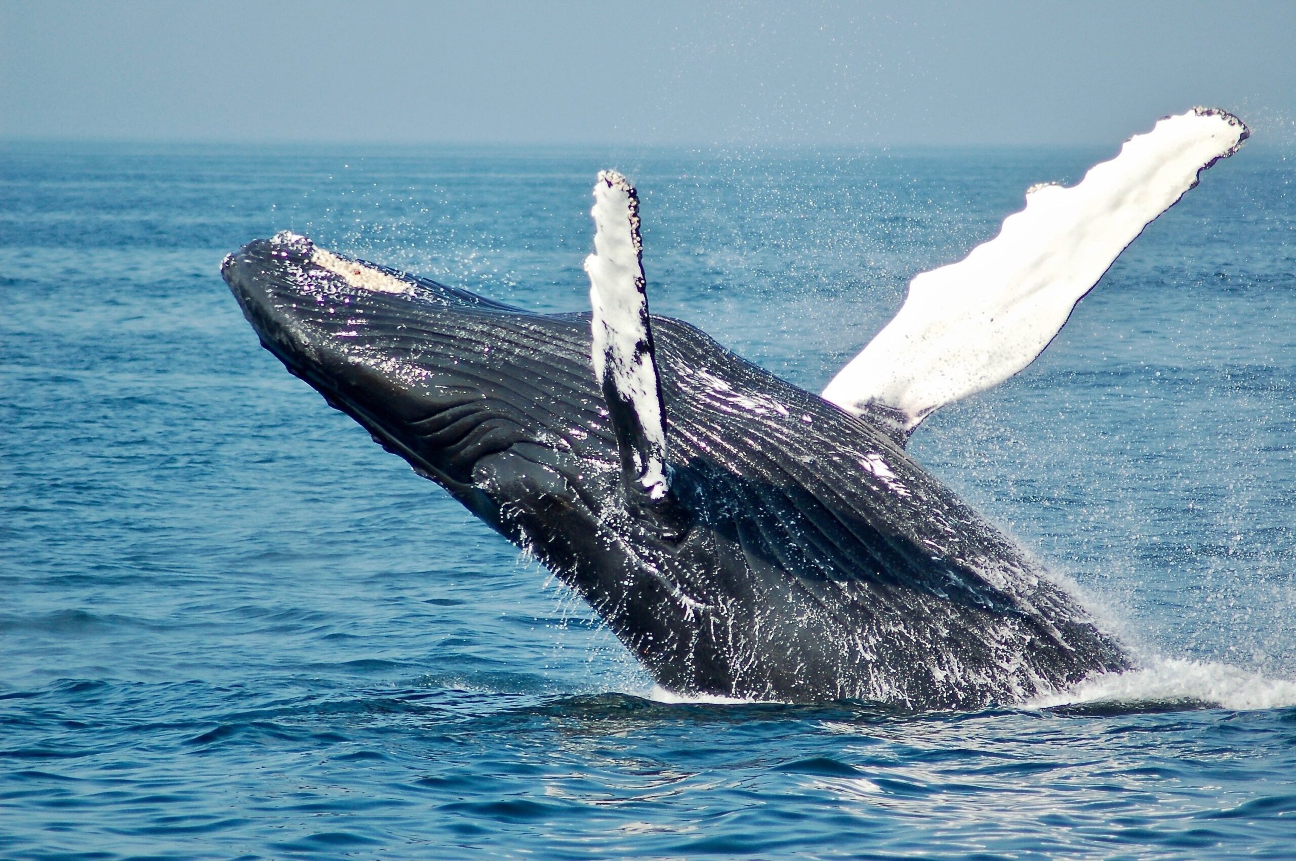 Top World Biggest Whale Species