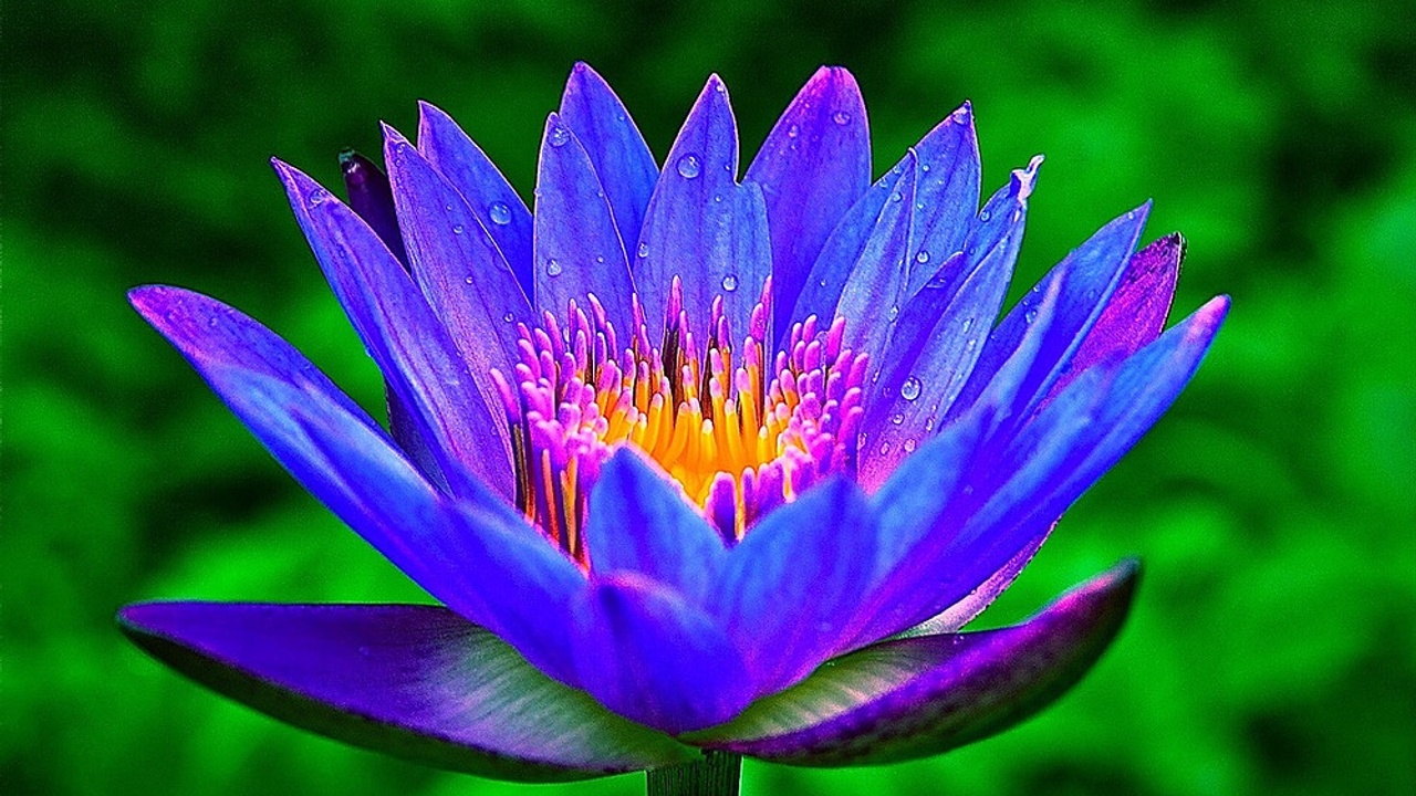 What Is Blue Lotus?